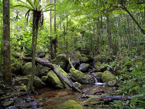 madagascar 10 Most Endangered Forests on Earth