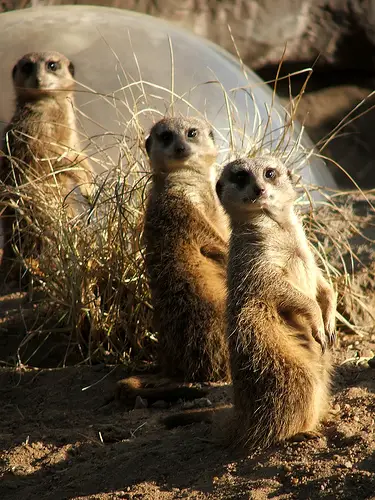 meerkat Amazing Wildlife Expeditions That You Shouldnt Miss