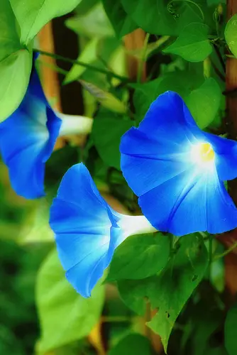morning glory 10 Natural Plants That Can Get You High