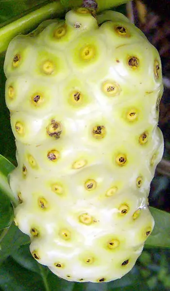 noni fruit 10 of the Most Exotic Tropical Fruits on Earth