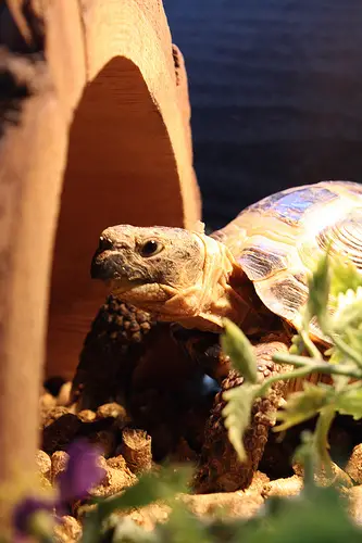 russian tortoise Top 10 Most Popular Pet Reptiles