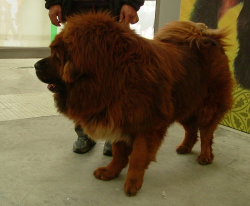 tibetan mastiff e1301031543297 Tibetan Mastiff is the Worlds Most Expensive Dog at $1.5 million