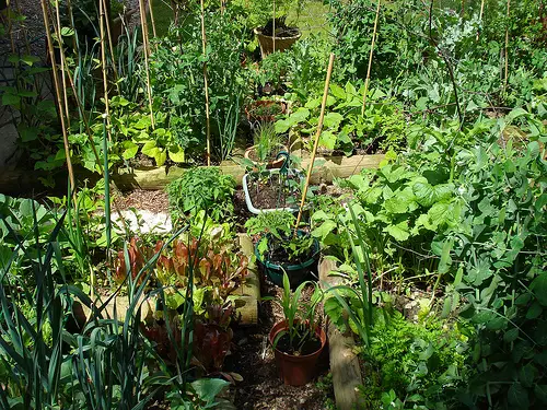 vegetable patch 10 Ways to Conserve the Environment