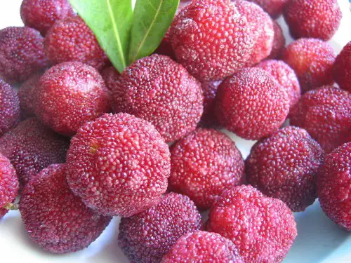 yangmei e1300251658323 10 of the Most Exotic Tropical Fruits on Earth