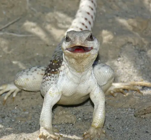 Image result for desert iguana