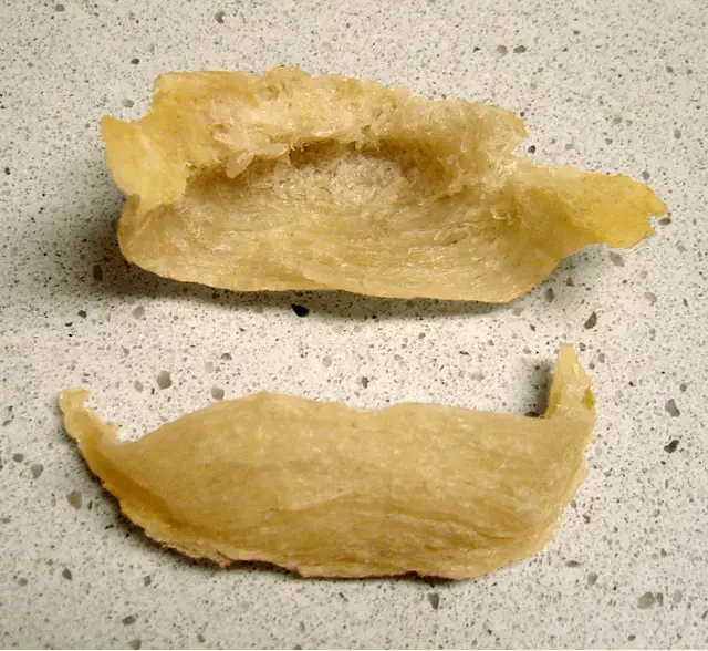 Edible Nest Swiftlet Aerodramus fuciphagus Birds