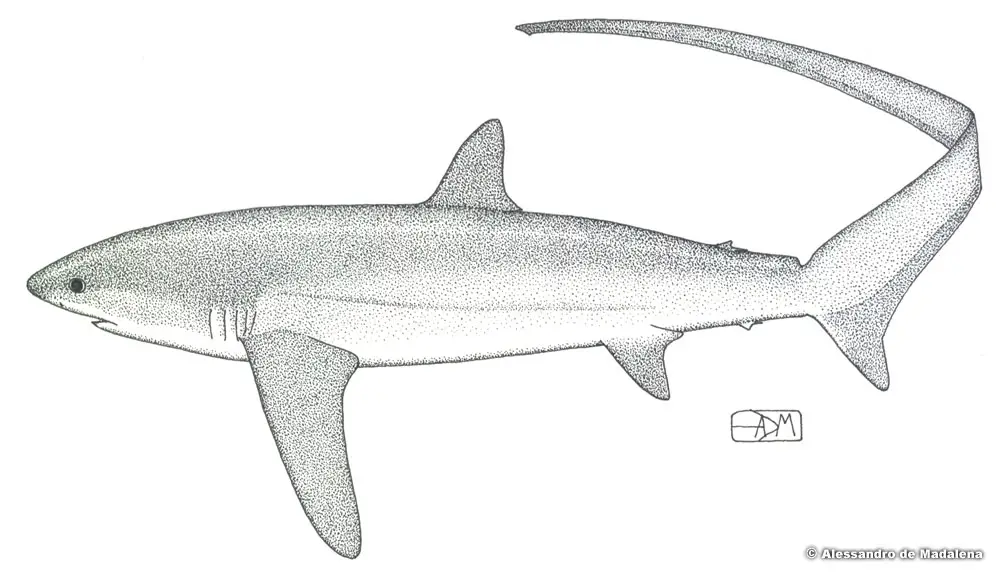 Pelagic Thresher Shark - Alopias pelagicus - Fish