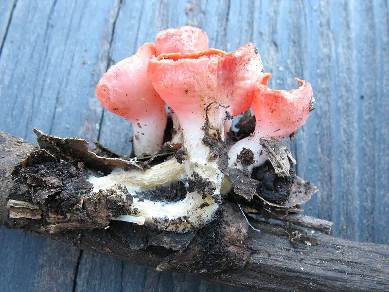 the scarlet elf cup was previously used as a medicinal plant by