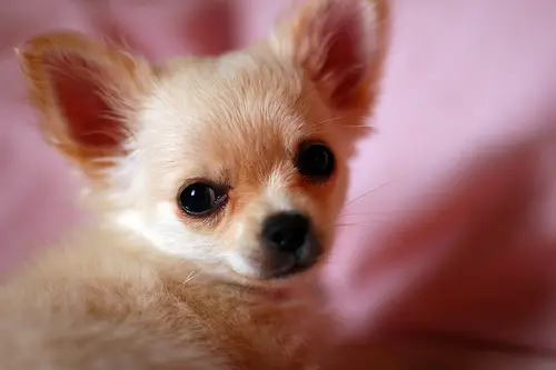 What Dog Is Named After A Mexican State What Dog Is Named After A Mexican State