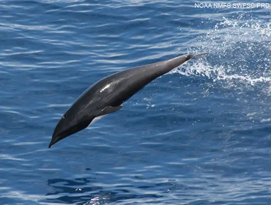Northern Right Whale Dolphin – Lissodelphis borealis ...