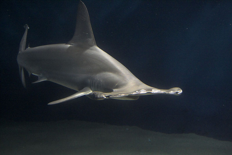 10 of the World’s Scariest Sharks What on Earth?