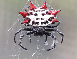 Spiny backed orbweaver spider 10 of the Worlds Spikiest Living Things