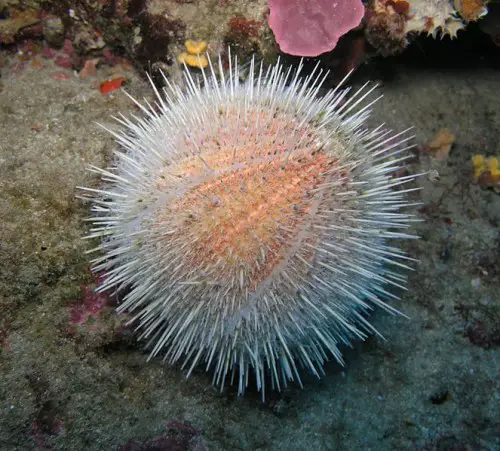 sea urchin e1300852957821 10 of the Worlds Spikiest Living Things